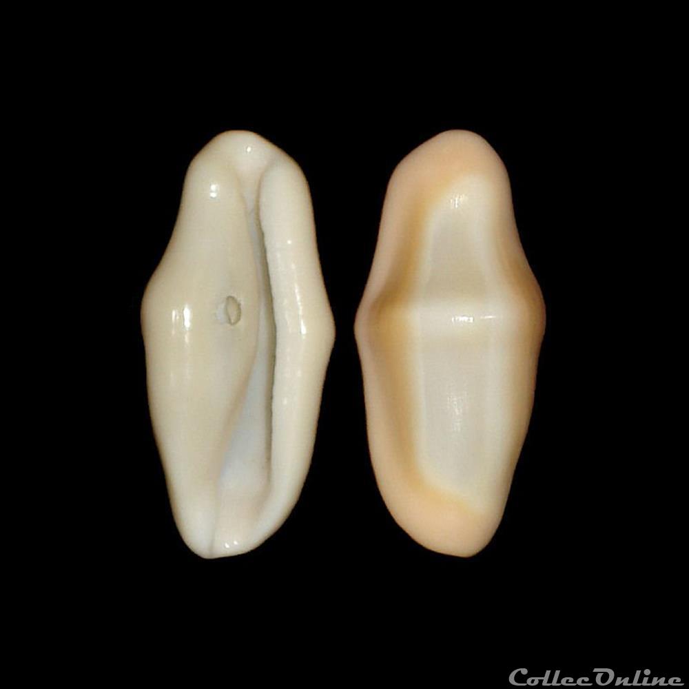 Ovulidae - Cyphoma gibbosum (Linné, 1758) coquillages fossiles gastropoda ovulidae cyphoma gibbosum linne 1758
