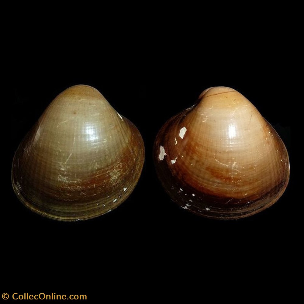 coquillages fossiles bivalvia cardiidae laevicardium crassum gmelin 1791