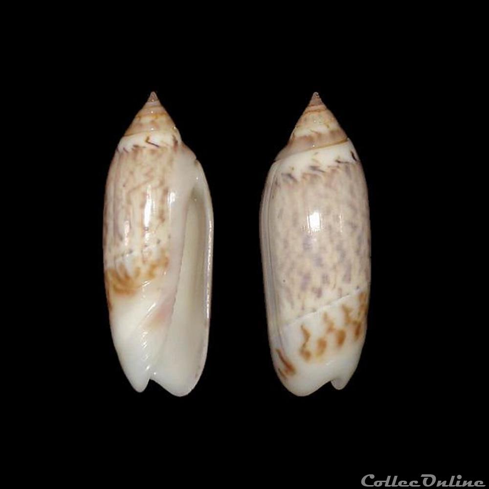 Olividae - Agaronia acuminata boavistensis (Burnay & Conceição, 1986) coquillages fossiles gastropoda olividae agaronia acuminata boavistensis burnay conceicao 1986