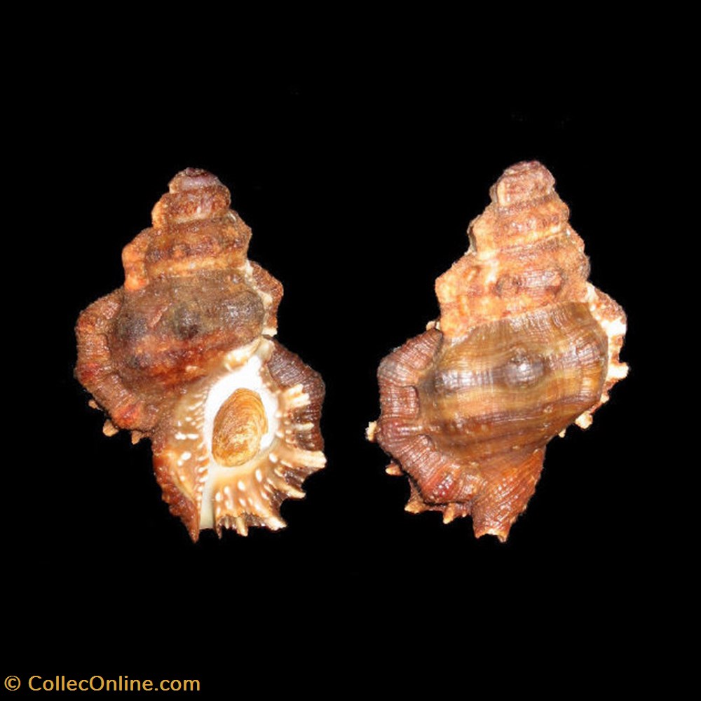 coquillages fossiles gastropoda bursidae bursa corrugata perry 1811