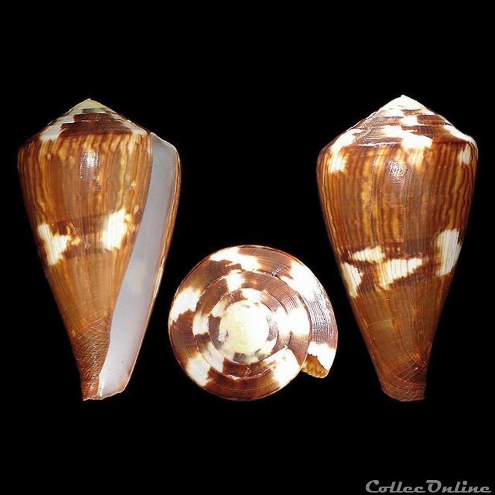coquillages fossiles gastropoda rhizoconus vexillum gmelin 1791