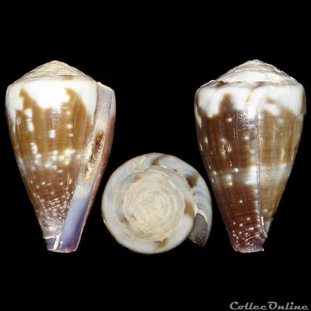 Rhizoconus rattus (Hwass in Bruguière, 1792) coquillages fossiles gastropoda rhizoconus rattus hwass in bruguiere 1792