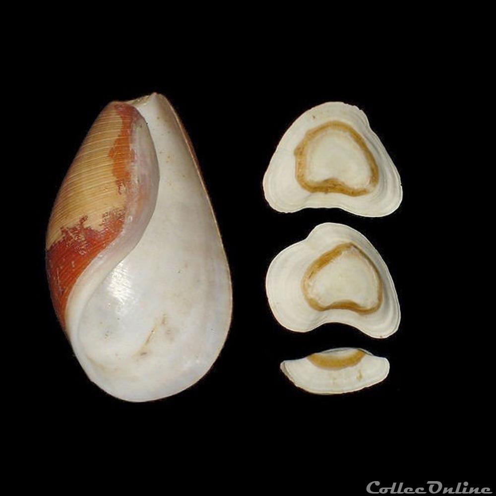 Scaphandridae - Scaphander lignarius (Linné, 1758) coquillages fossiles gastropoda scaphandridae scaphander lignarius linne 1758