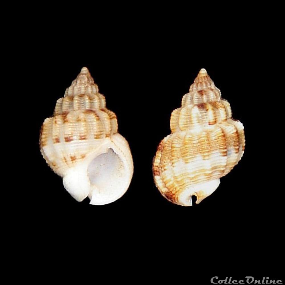 coquillages fossiles gastropoda nassariidae phrontis alba say 1826