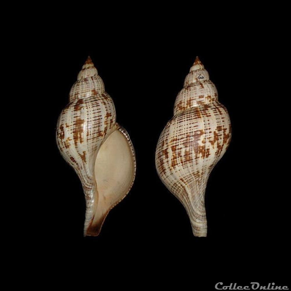 Fasciolariidae - Fasciolaria tulipa (Linné, 1758) coquillages fossiles gastropoda fasciolariidae fasciolaria tulipa linne 1758