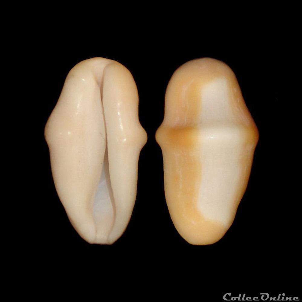 Ovulidae - Cyphoma gibbosum (Linné, 1758) coquillages fossiles gastropoda ovulidae cyphoma gibbosum linne 1758