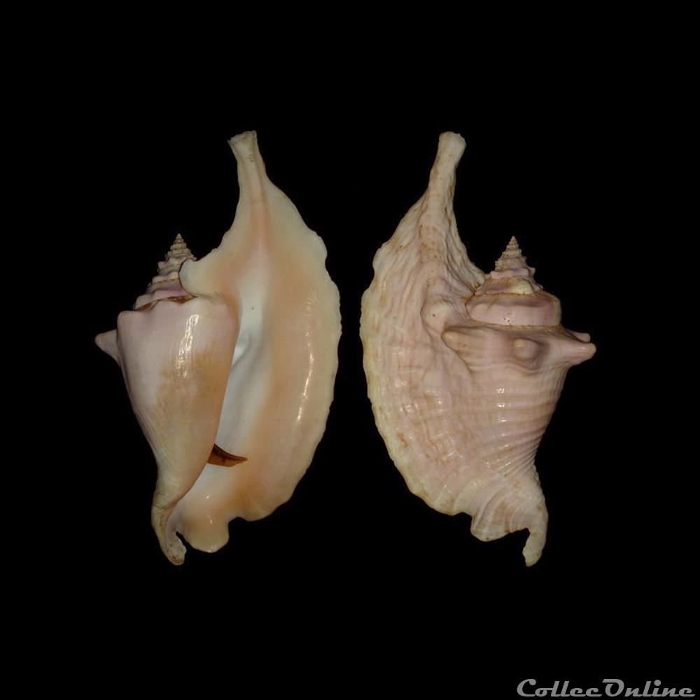 Strombidae - Lobatus gallus (Linné, 1758) coquillages fossiles gastropoda strombidae lobatus gallus linne 1758