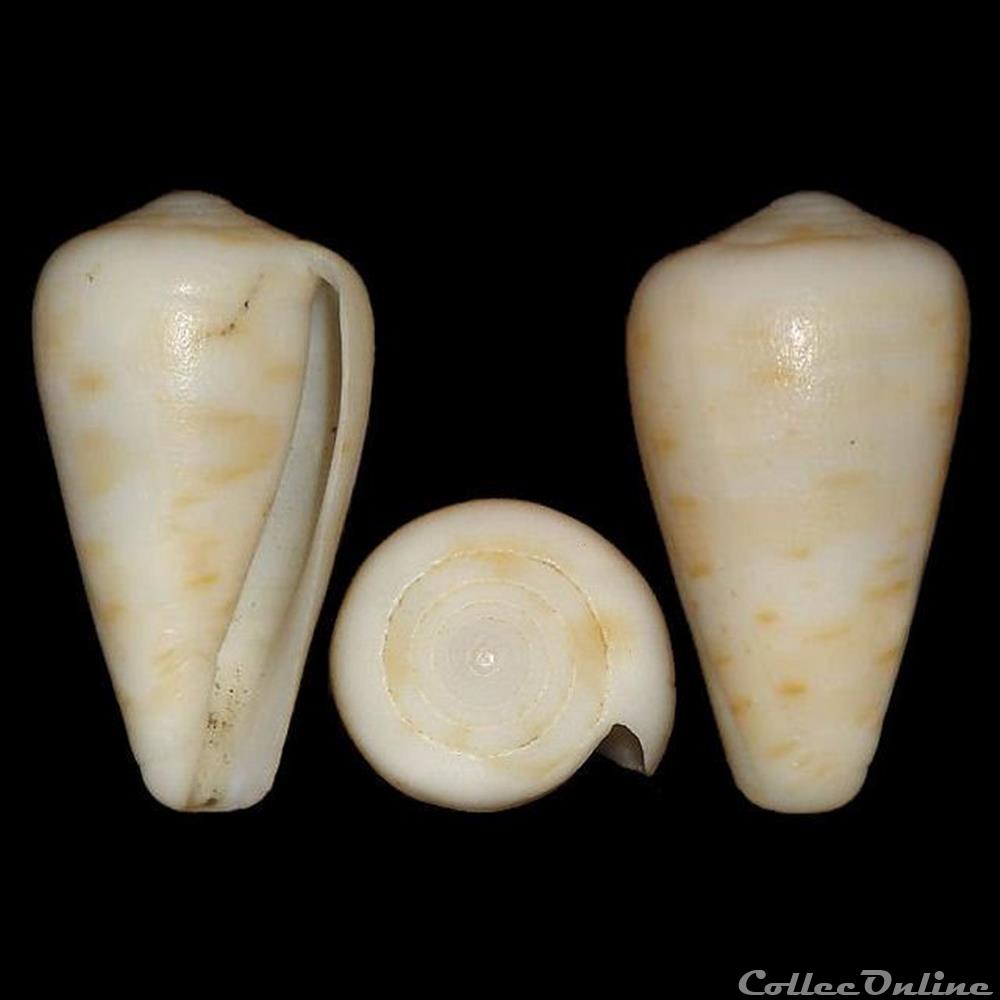 Dendroconus medoci (Lorenz, 2004) coquillages fossiles gastropoda dendroconus medoci lorenz 2004