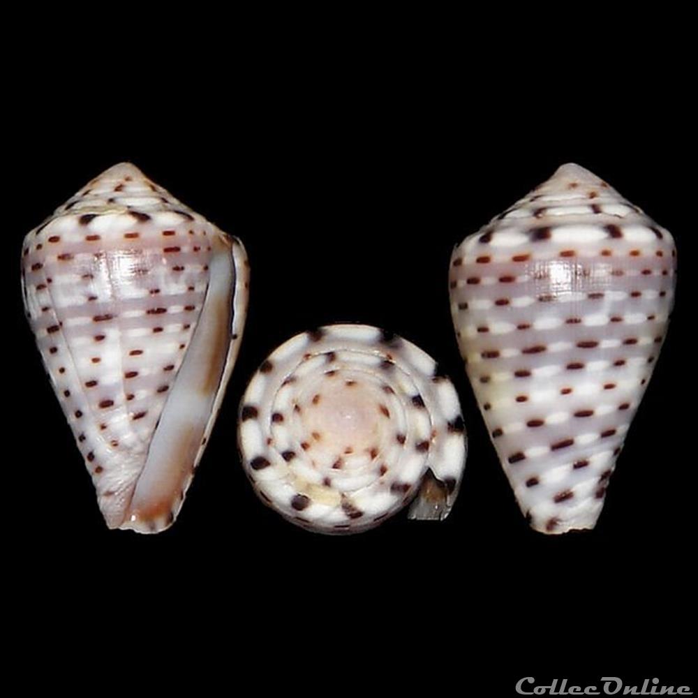 Virroconus taeniatus (Hwass in Bruguière, 1792) coquillages fossiles gastropoda virroconus taeniatus hwass in bruguiere 1792