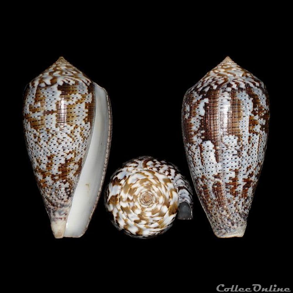 Pionoconus achatinus (Gmelin, 1791) coquillages fossiles gastropoda pionoconus achatinus gmelin 1791