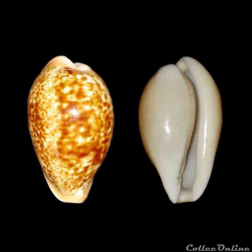 Cypraeidae - Schilderina achatidea achatidea (Gray, 1837) coquillages fossiles gastropoda cypraeidae schilderina achatidea achatidea gray 1837