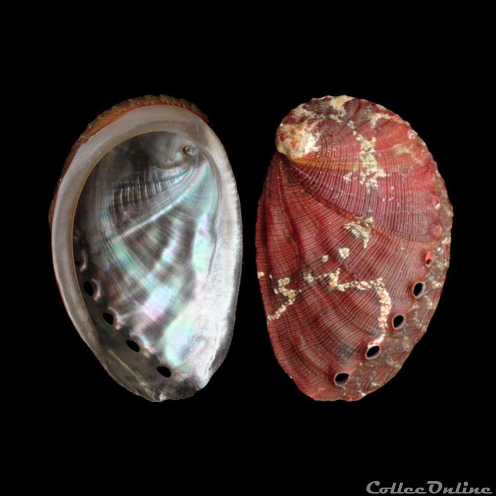 coquillages fossiles gastropoda haliotidae haliotis tuberculata linne 1758