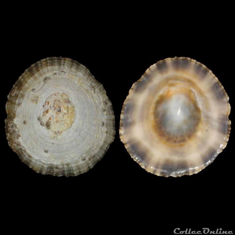Patellidae - Patella rustica (Linné, 1758) coquillage fossile gastropodum patellidae patella rustica linne 1758