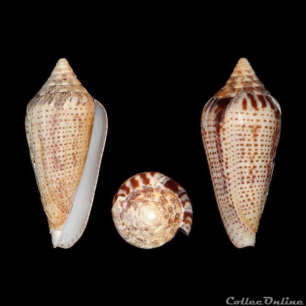 Ximeniconus (Ximeniconus) ximenes (Gray, 1839) coquillages fossiles gastropoda ximeniconus ximeniconus ximenes gray 1839