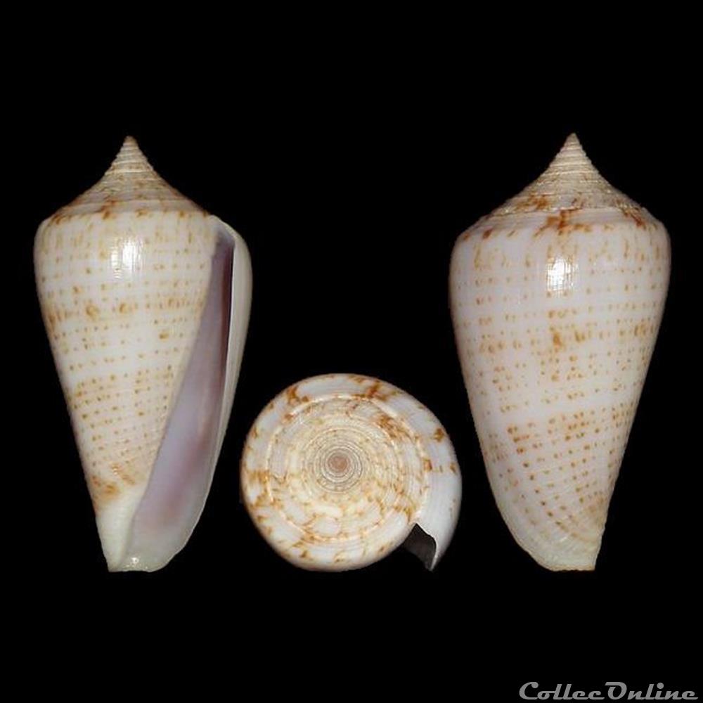 Phasmoconus (Phasmoconus) iodostoma (Reeve, 1843) coquillages fossiles gastropoda phasmoconus phasmoconus iodostoma reeve 1843