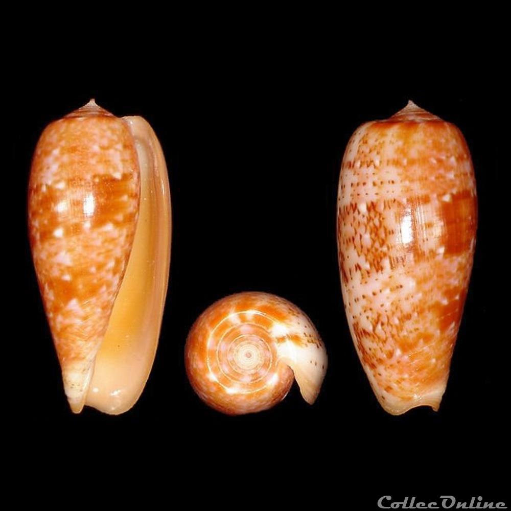 Textilia bullata (Linné, 1758) coquillages fossiles gastropoda textilia bullata linne 1758