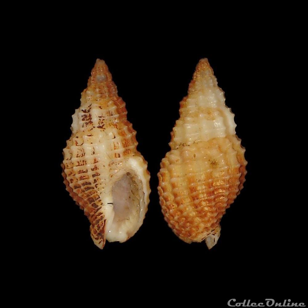 Nassariidae Photinae - Antillophos candeanus (d'Orbigny, 1842) coquillages fossiles gastropoda nassariidae photinae antillophos candeanus d orbigny 1842