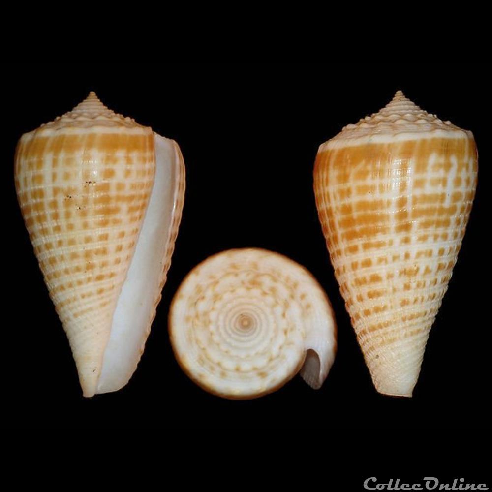 coquillages fossiles gastropoda asprella rolani rockel 1986