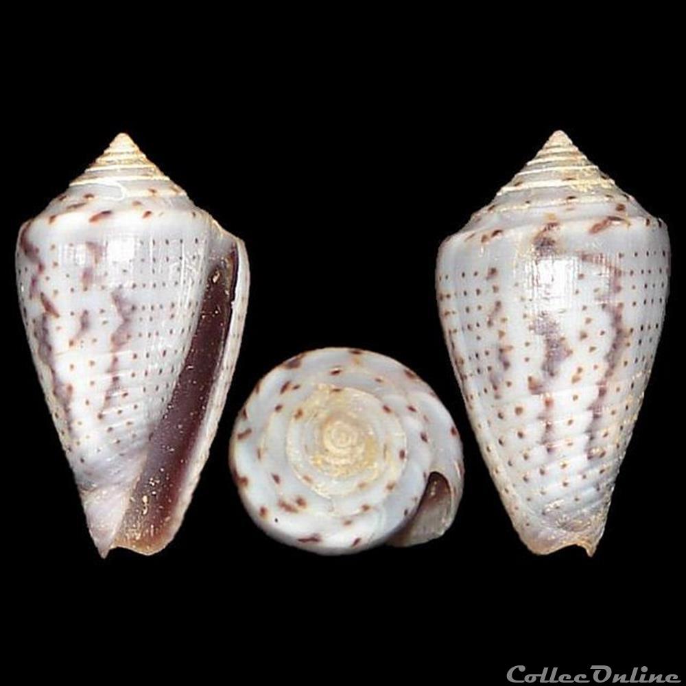 Conidae - Ximeniconus (Perplexiconus) puncticulatus cardonensis (Vinck, 1990) coquillages fossiles gastropoda conidae ximeniconus perplexiconus puncticulatus cardonensis vinck 1990