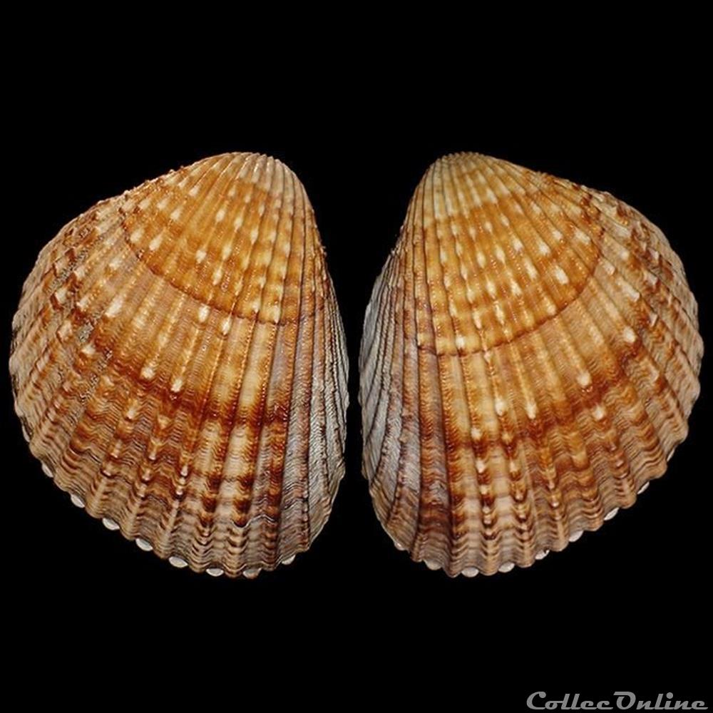 Cardiidae - Acanthocardia tuberculata (Linné, 1758) coquillages fossiles bivalvia cardiidae acanthocardia tuberculata linne 1758