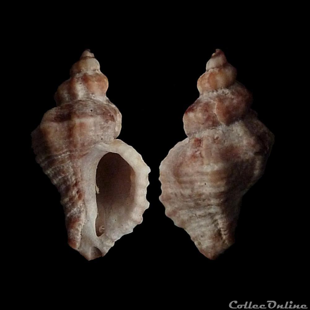 Muricidae - Ocenebra miscowichae (Pallary, 1920) coquillages fossiles gastropoda muricidae ocenebra miscowichae pallary 1920