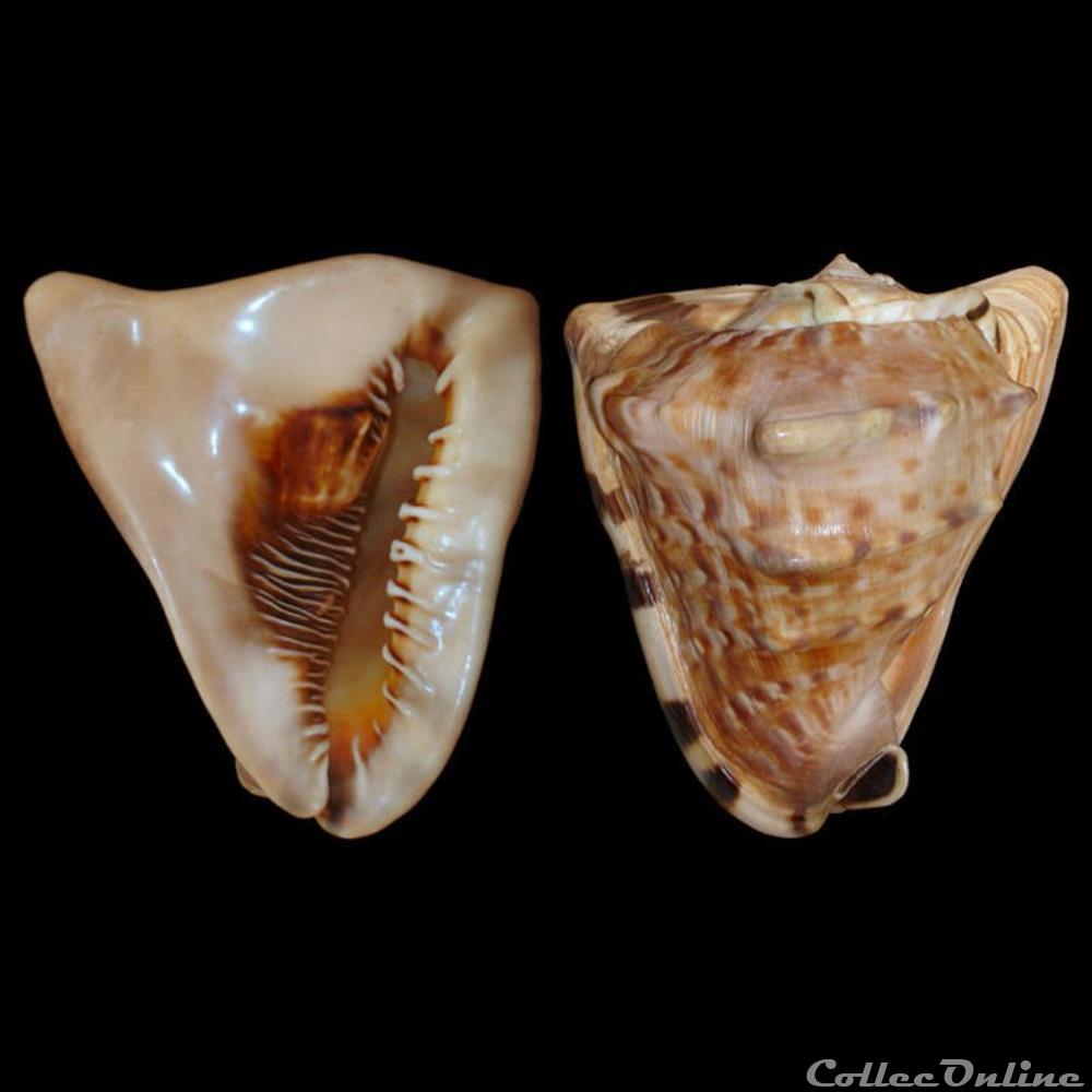Cassidae - Cassis tuberosa (Linné, 1758) coquillages fossiles gastropoda cassidae cassis tuberosa linne 1758