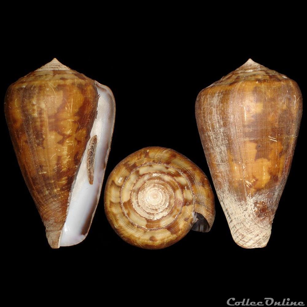 coquillages fossiles gastropoda chelyconus ermineus ermineus born 1778