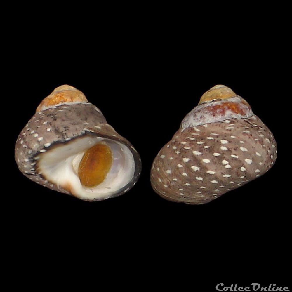 Trochidae - Phorcus punctulatus (Lamarck, 1822) coquillages fossiles gastropoda trochidae phorcus punctulatus lamarck 1822