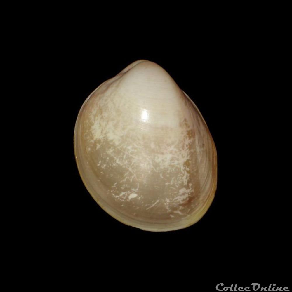 coquillages fossiles bivalvia cardiidae fulvia laevigata linne 1758