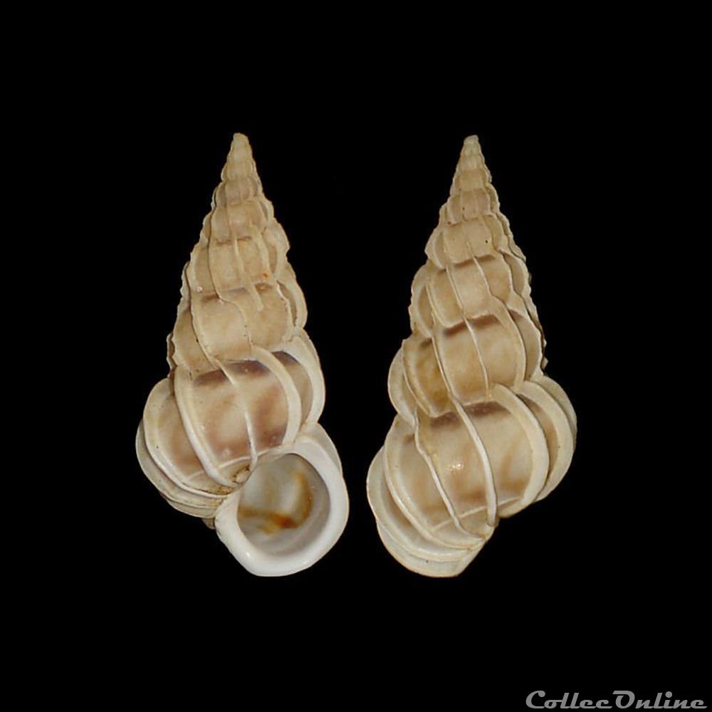 Epitoniidae - Gyroscala commutata (Monterosato, 1877) coquillages fossiles gastropoda epitoniidae gyroscala commutata monterosato 1877
