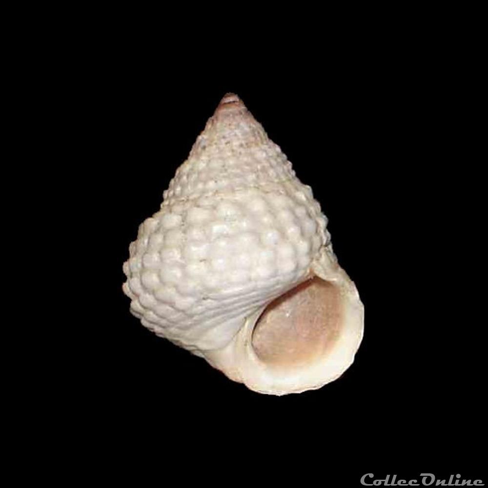 Littorinidae - Cenchritis muricatus (Linné, 1758) coquillages fossiles gastropoda littorinidae cenchritis muricatus linne 1758