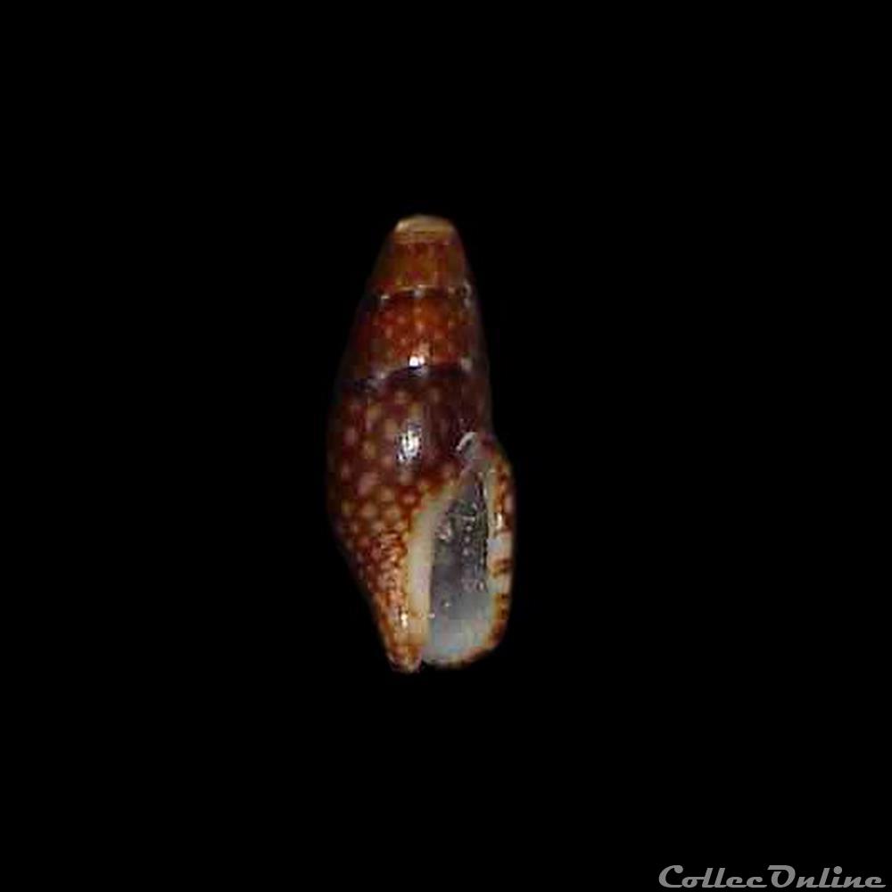 coquillages fossiles gastropoda columbellidae mitrella ocellata gmelin 1991