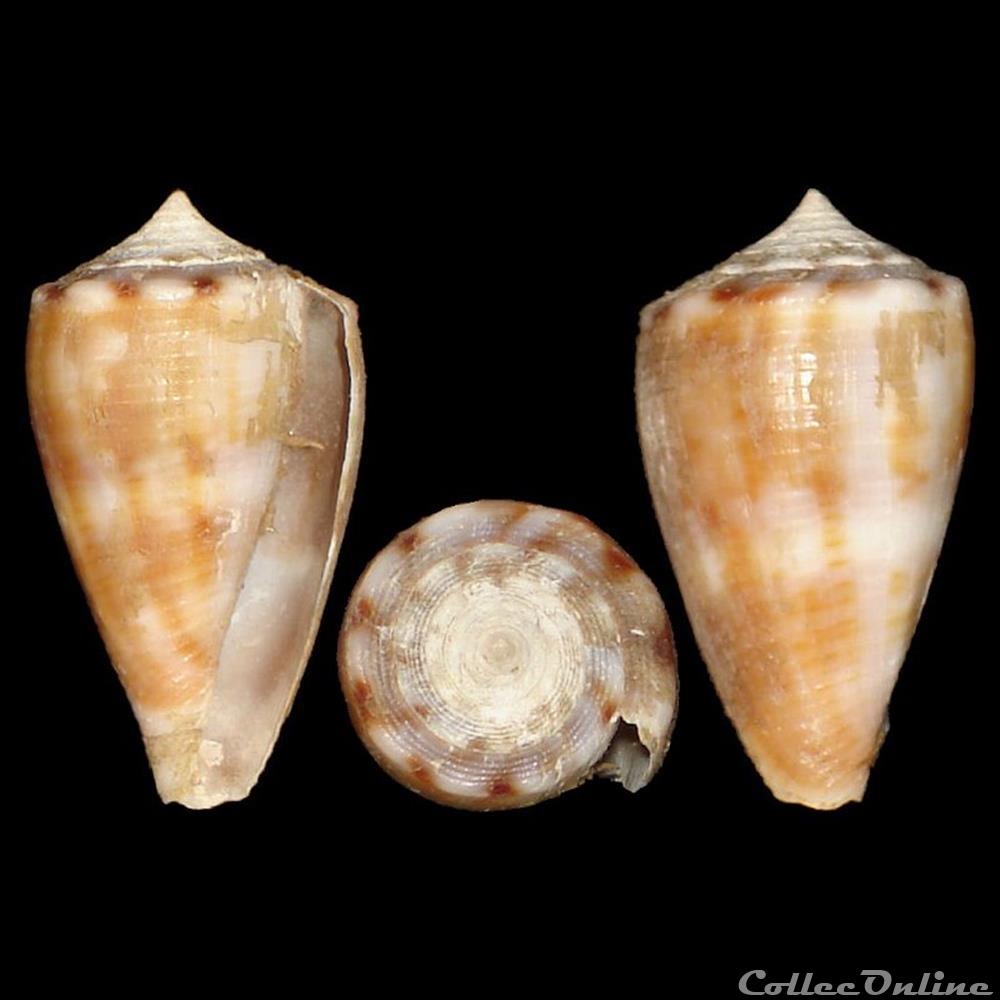 Conidae - Monteiroconus mus (Hwass in Bruguière, 1792) coquillages fossiles gastropoda conidae monteiroconus mus hwass in bruguiere 1792