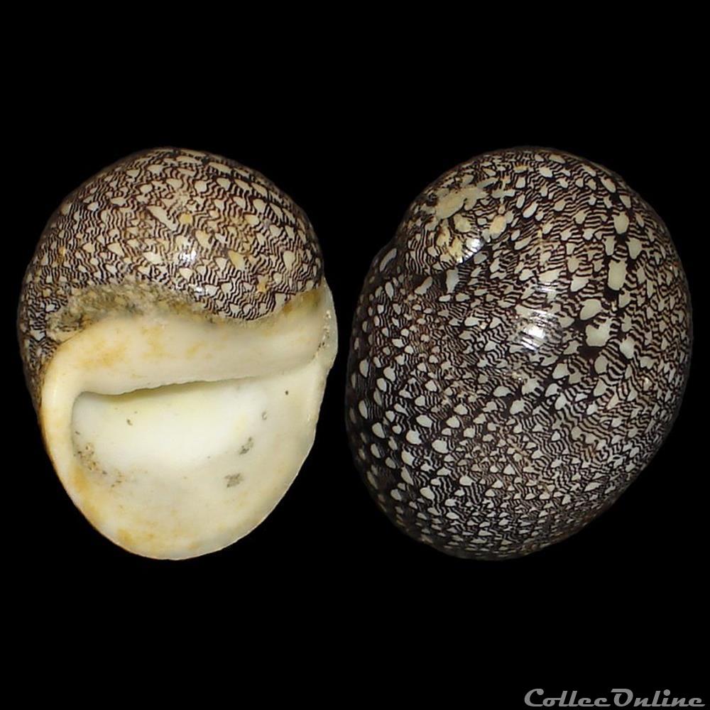coquillages fossiles gastropoda neritidae nereina punctulata lamarck 1816