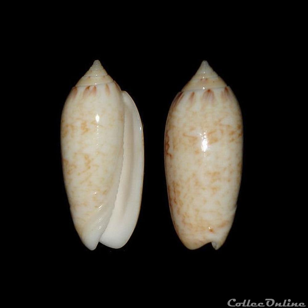 Olividae - Americoliva reticularis (Lamarck, 1811) coquillages fossiles gastropoda olividae americoliva reticularis lamarck 1811