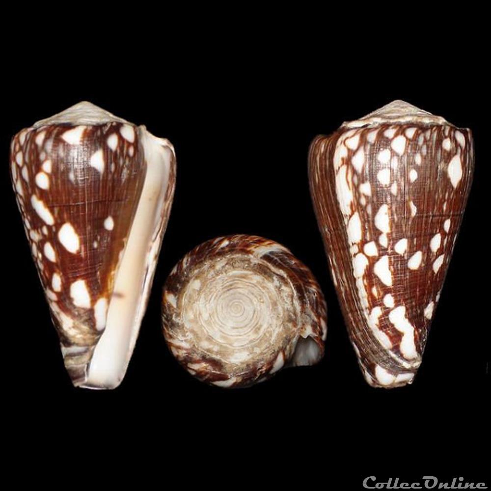 coquillages fossiles gastropoda conus crosseanus bernardi 1861