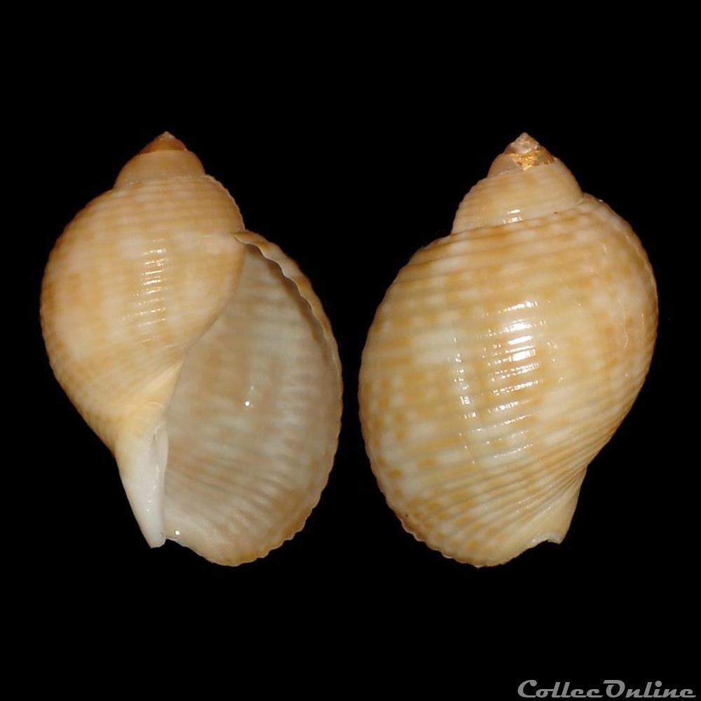 coquillages fossiles gastropoda tonnidae tonna pennata morch 1853