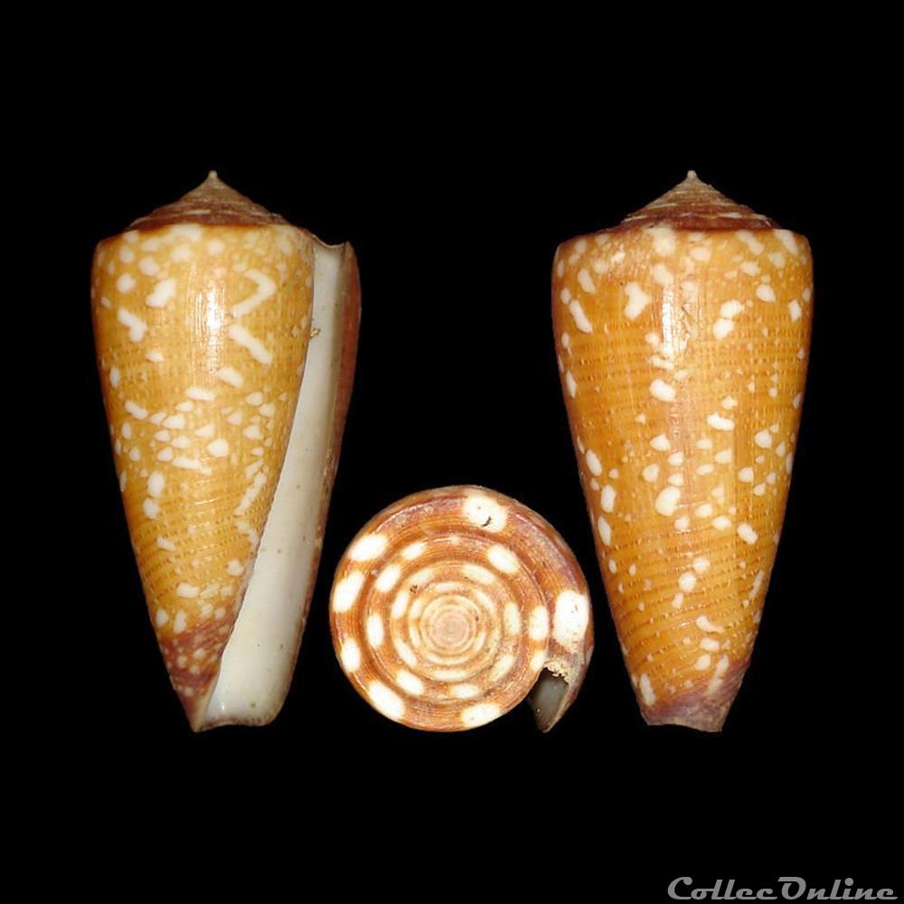 Eugeniconus victor f. abbai (Poppe & Tagaro, 2011) coquillages fossiles gastropoda eugeniconus victor f abbai poppe tagaro 2011