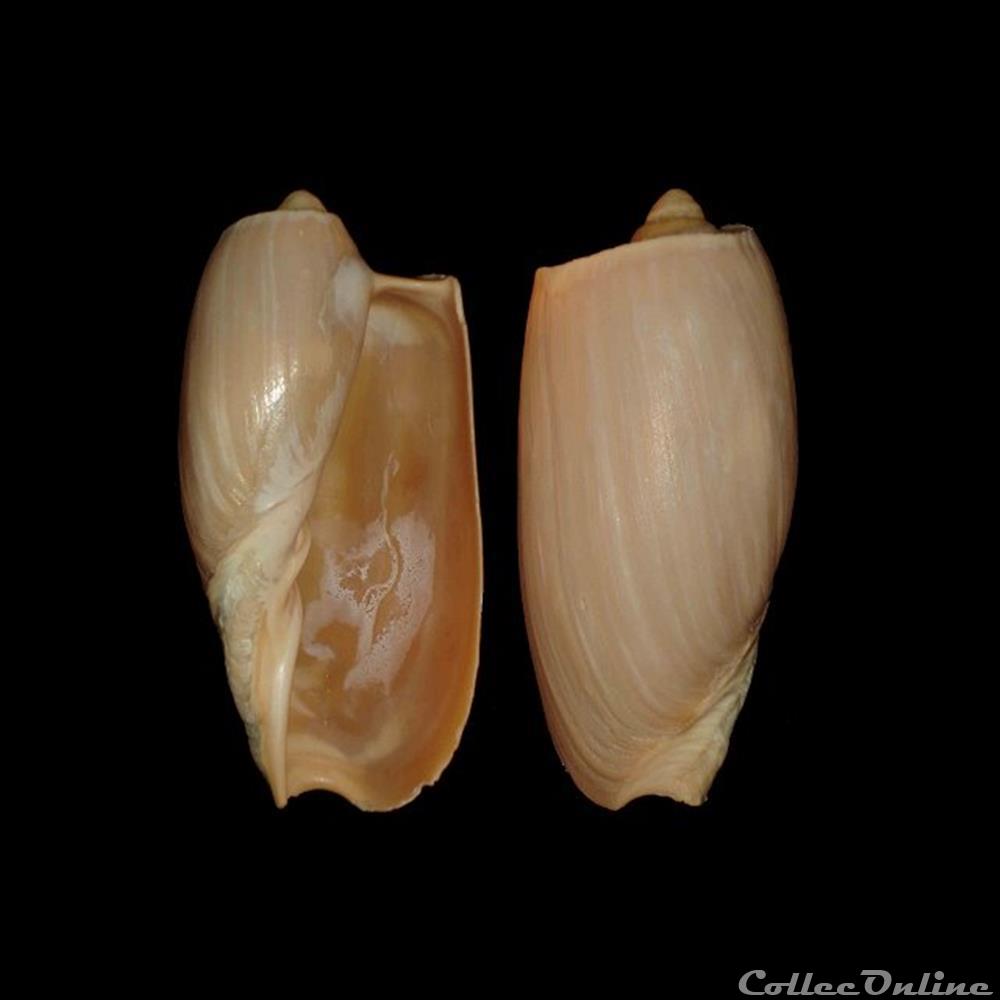 Volutidae - Cymbium cymbium (Linné, 1758) coquillages fossiles gastropoda volutidae cymbium cymbium linne 1758
