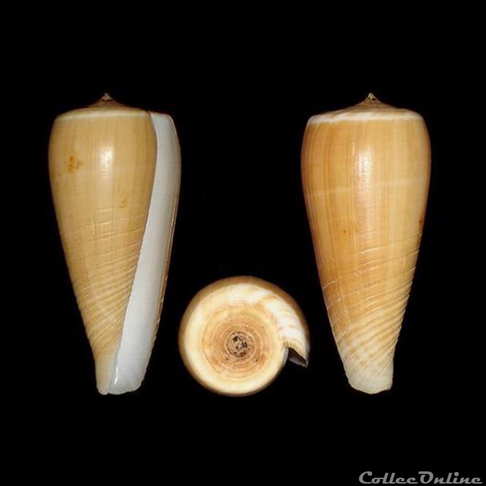 Phasmoconus (Phasmoconus) radiatus (Gmelin, 1791) coquillages fossiles gastropoda phasmoconus phasmoconus radiatus gmelin 1791