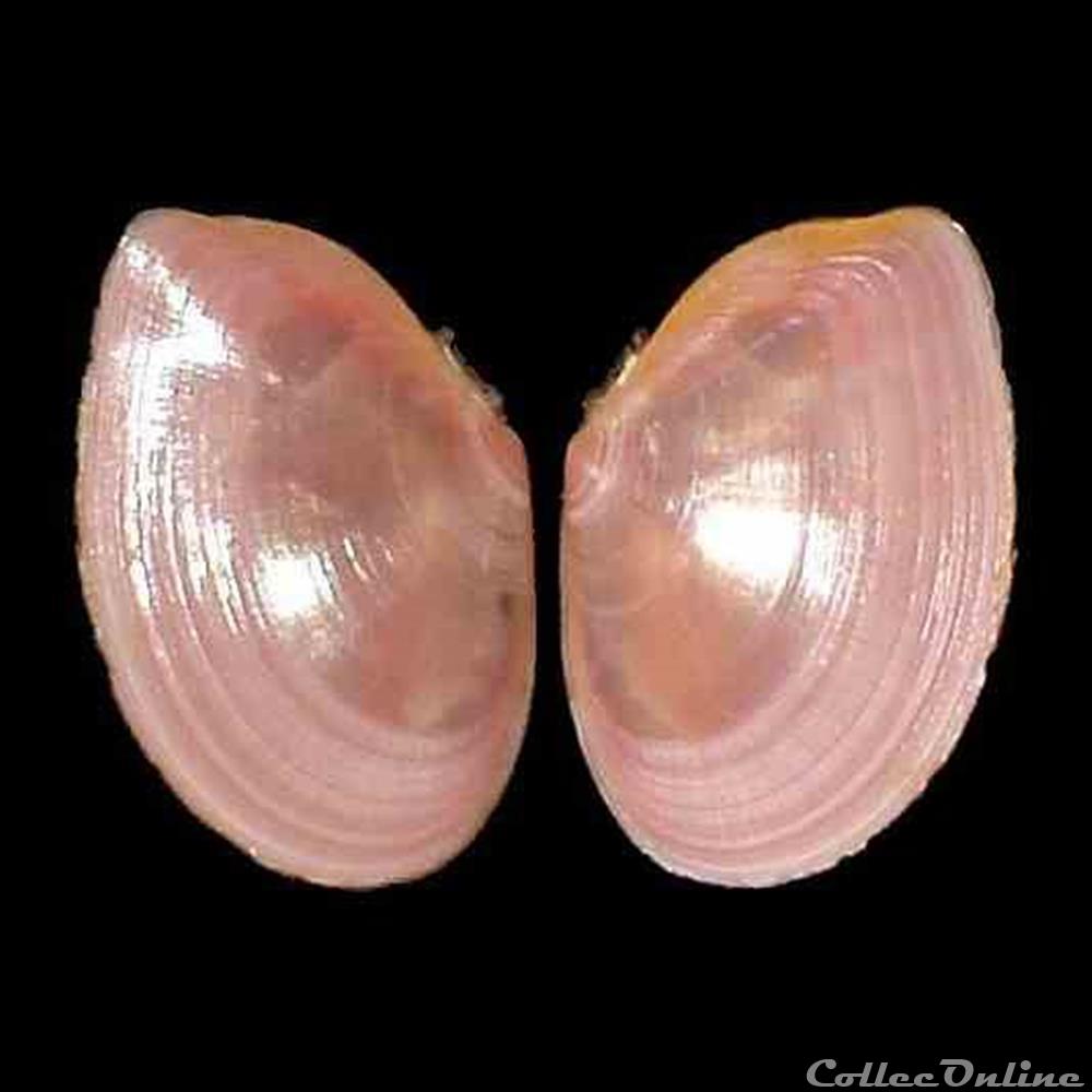 coquillages fossiles bivalvia tellinidae macomangulus tenuis da costa 1778
