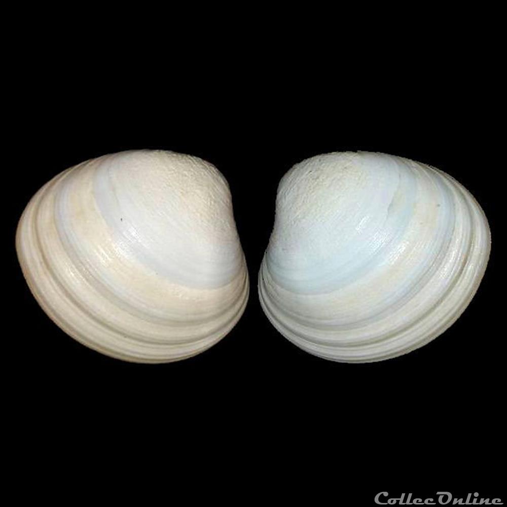 Veneridae - Pitar virgo (Gray, 1838) coquillages fossiles bivalvia veneridae pitar virgo gray 1838