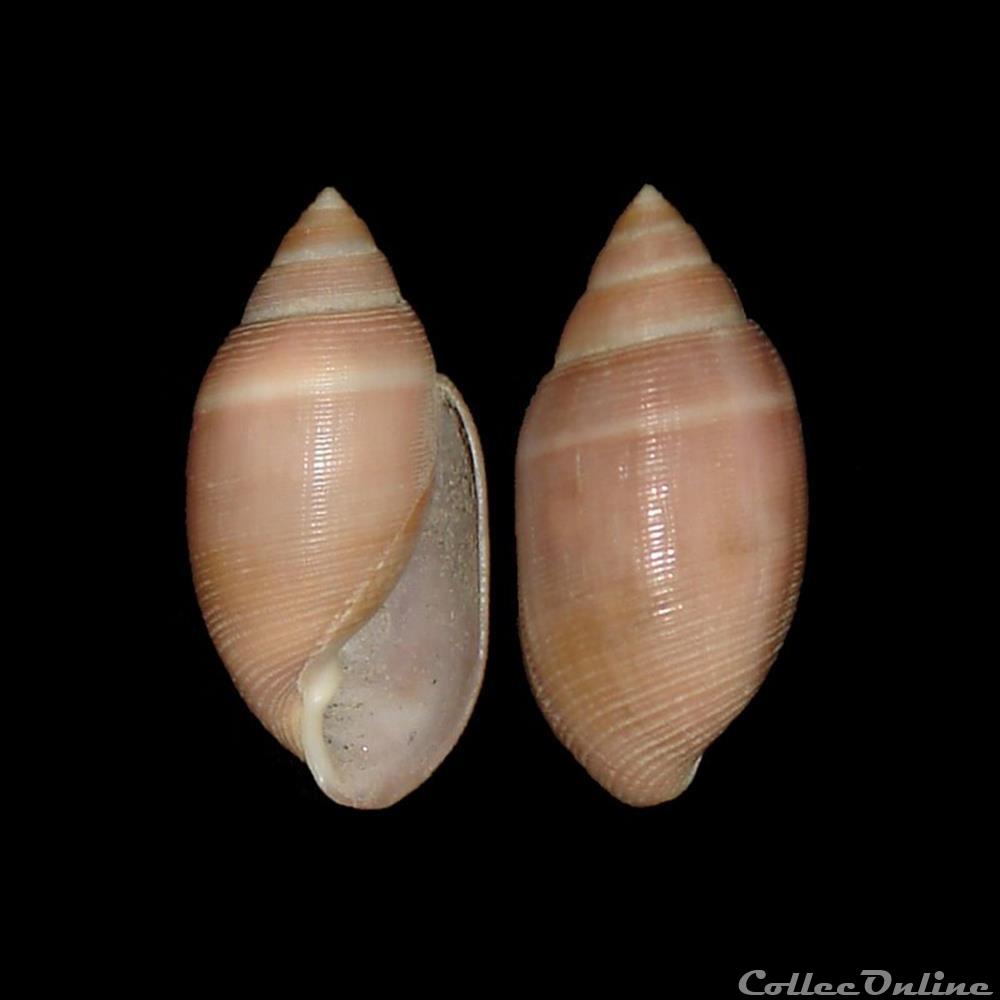 Actenoidae - Acteon tornatilis (Linné, 1758) coquillage fossile gastropodum actenoidae acteon tornatilis linne 1758