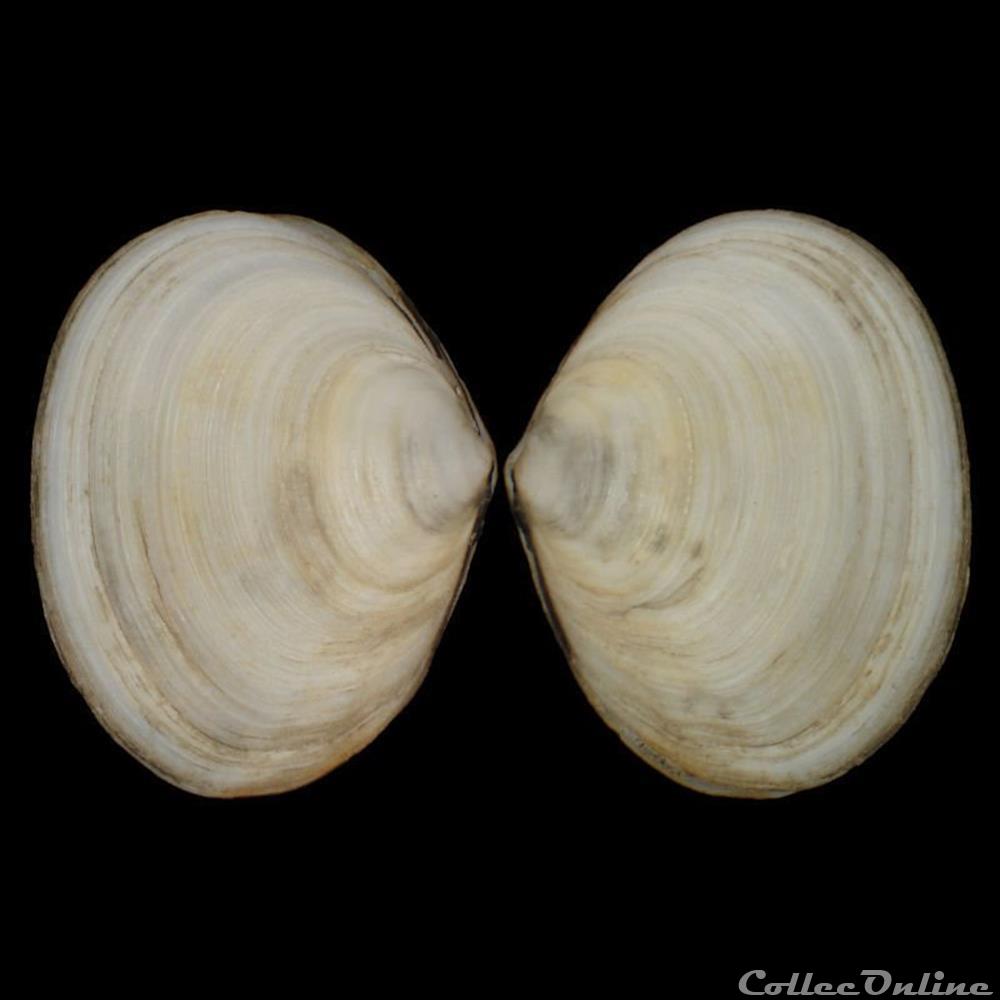 coquillages fossiles bivalvia semelidae scrobicularia plana linne 1758