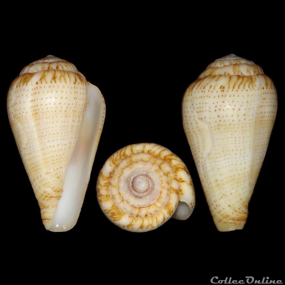 Lautoconus (Varioconus) micropunctatus (Rolán & Röckel, 2000) coquillages fossiles gastropoda lautoconus varioconus micropunctatus rolan rockel 2000