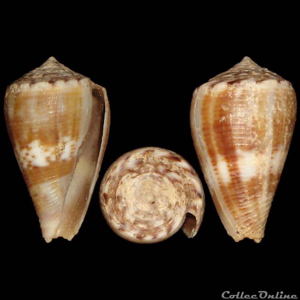 Conidae - Monteiroconus mus (Hwass in Bruguière, 1792) coquillages fossiles gastropoda conidae monteiroconus mus hwass in bruguiere 1792