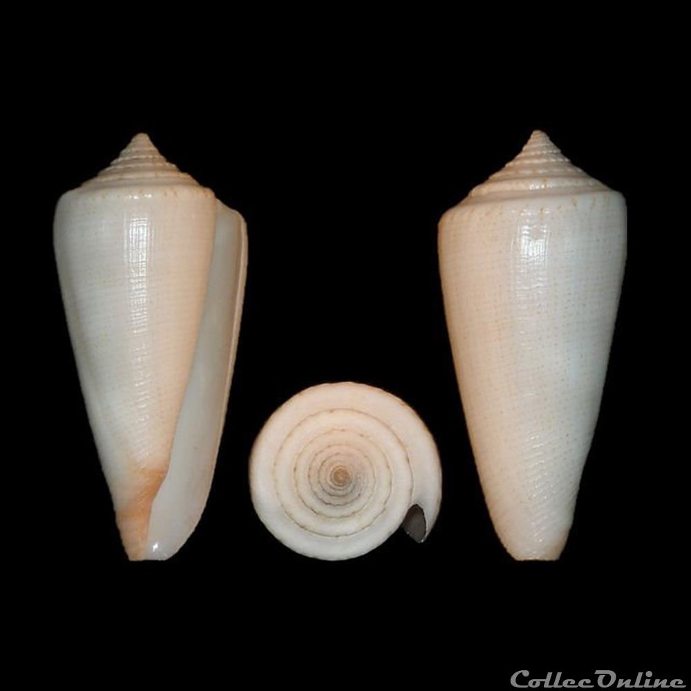 coquillages fossiles gastropoda calibanus furvus reeve 1843