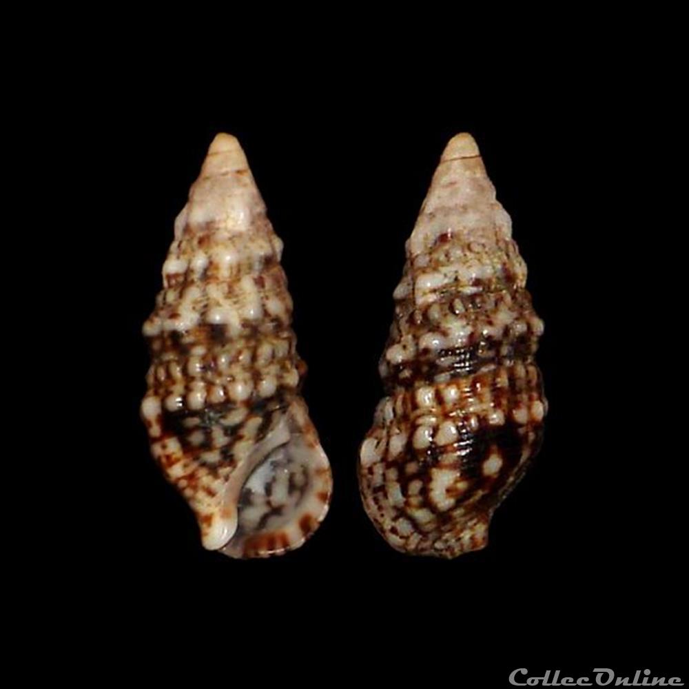 Cerithiidae - Cerithium lividulum (Risso, 1826) coquillages fossiles gastropoda cerithiidae cerithium lividulum risso 1826