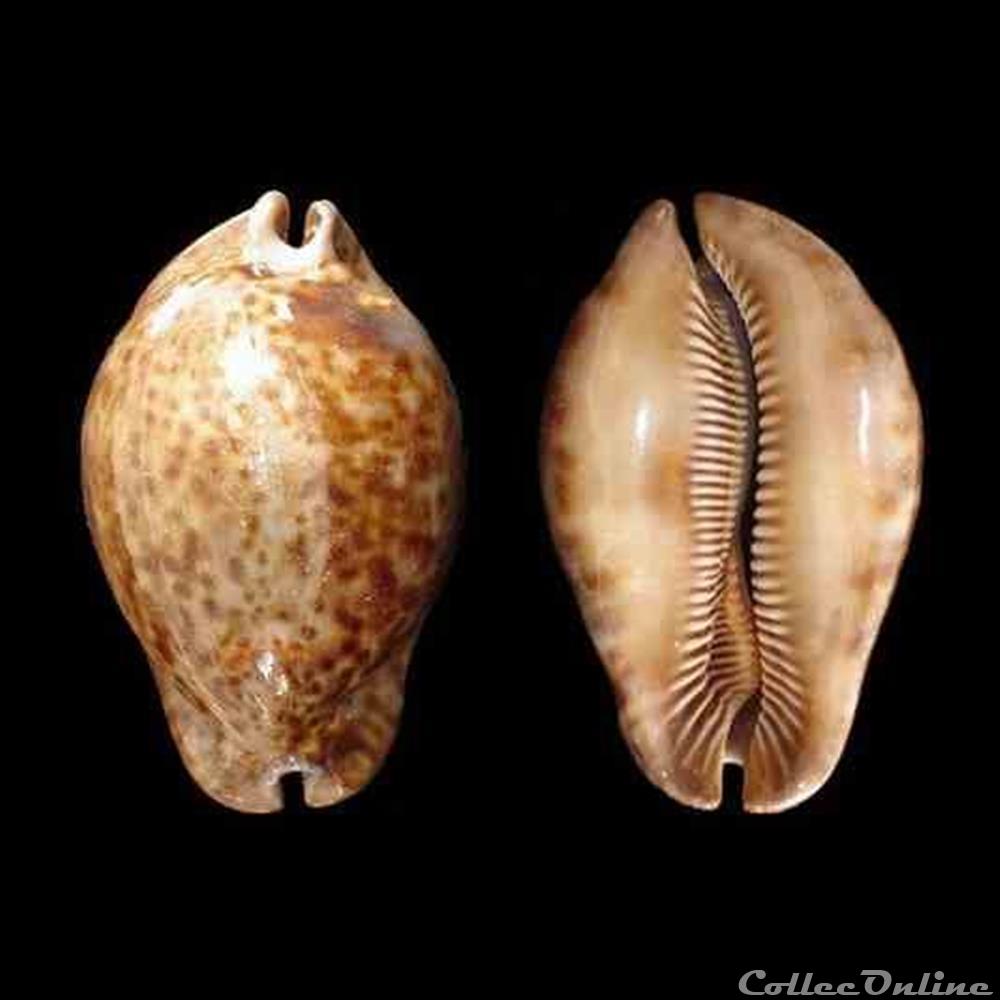 Cypraeidae - Trona stercoraria stercoraria (Linné, 1758) coquillages fossiles gastropoda cypraeidae trona stercoraria stercoraria linne 1758