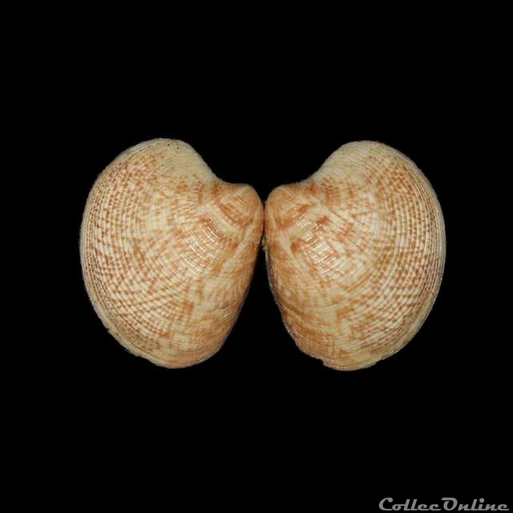 Veneridae - Chamelea gallina (Linné, 1758) coquillages fossiles bivalvia veneridae chamelea gallina linne 1758